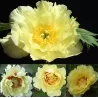 Paeonia ORIENTAL GOLD