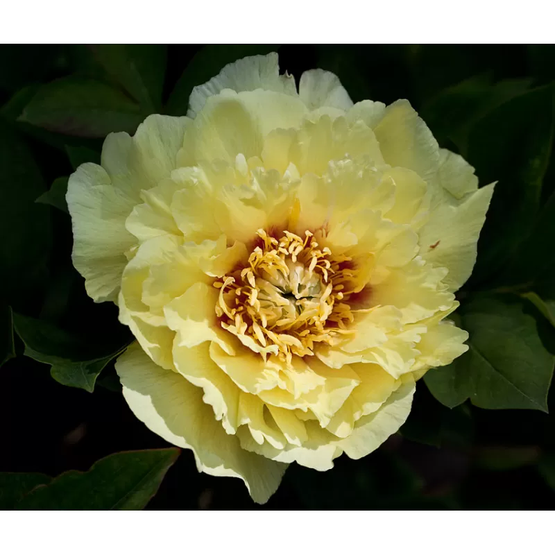 Bijūnas - Paeonia itoh ORIENTAL GOLD