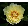 Bijūnas - Paeonia itoh ORIENTAL GOLD