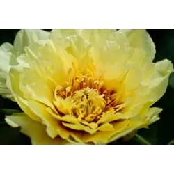 Paeonia ORIENTAL GOLD