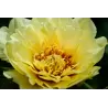 Bijūnas - Paeonia itoh ORIENTAL GOLD