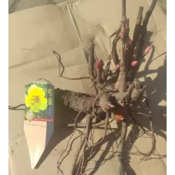 Paeonia ORIENTAL GOLD