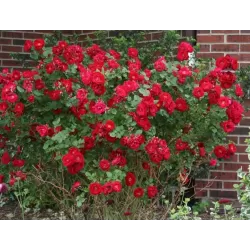 Rožė - Rosa ADELAIDE HOODLESS
