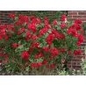 Rosa ADELAIDE HOODLESS