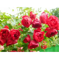 Rožė - Rosa ADELAIDE HOODLESS