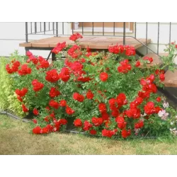 Rožė - Rosa ADELAIDE HOODLESS