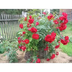 Rosa ADELAIDE HOODLESS