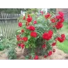 Rosa ADELAIDE HOODLESS
