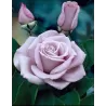 Rosa WALTZ TIME®