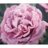 Rožė - Rosa WALTZ TIME ®