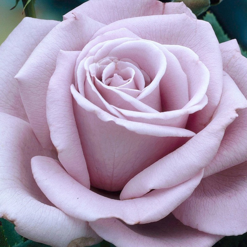 Rožė - Rosa WALTZ TIME ®