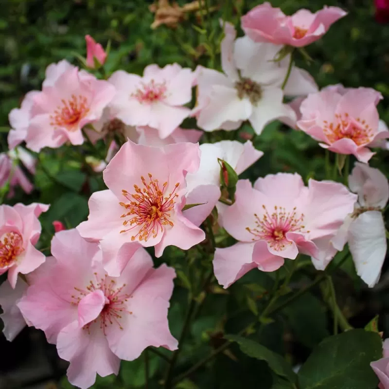 Rožė - Rosa DAINTY BESS