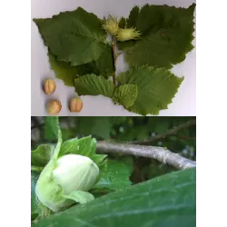 Lazdynas - Corylus avellana