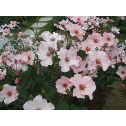 Rožė - Rosa DAINTY BESS