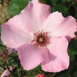 Rožė - Rosa Dainty Bess skiepyta P16C3