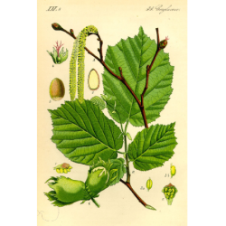 Lazdynas - Corylus avellana CATALONIA