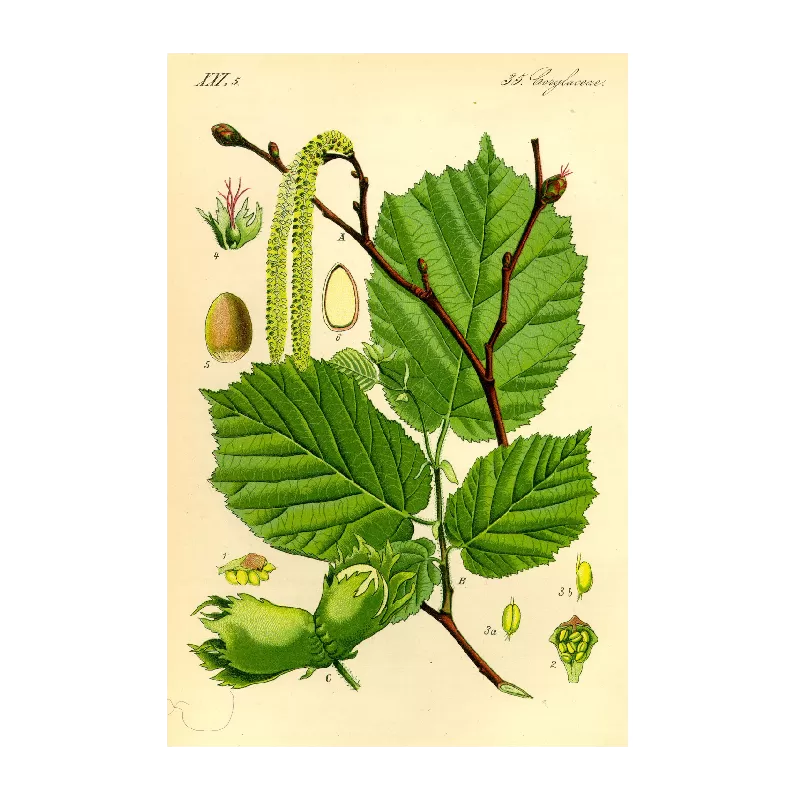 Common Hazel - Corylus avellana CATALONIA
