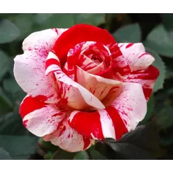 Rožė - Rosa ABRACADABRA ®