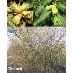 Common Hazel - Corylus avellana COSFORD