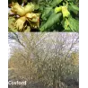 Common Hazel - Corylus avellana COSFORD