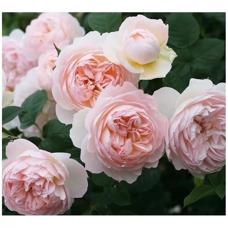 Rožė - Rosa GENTLE HERMIONE ®