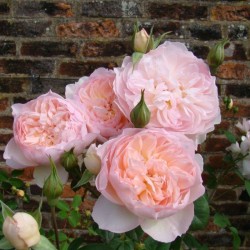 Rožė - Rosa GENTLE HERMIONE ®