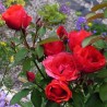 Rožė - Rosa MORDEN FIREGLOW