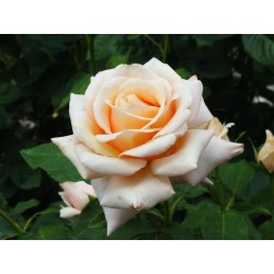 copy of Rožė - Rosa Paul Ricard® Parfum de Provence® 3METAI P13.7x13.7C3