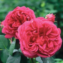 Rožė - Rosa LADY OF MEGGINCH ®
 Konteineris-C4R Poskiepis-skiepyta