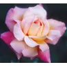 Arbatinė hibridinė rožė DUFTWOLKE - Rosa DUFTWOLKE (- Fragrant Cloud) 17Ø 80cm