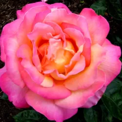 Rožė - Rosa CHICAGO PEACE