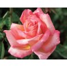 Rožė - Rosa CHICAGO PEACE