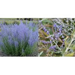 Perovskia atripl. SILVERY BLUE