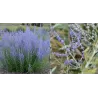 Perovskia atripl. SILVERY BLUE