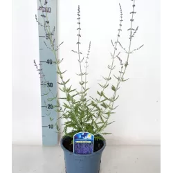 Perovskia atriplicifolia LITTLE SPIRE