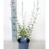 Perovskia atriplicifolia LITTLE SPIRE