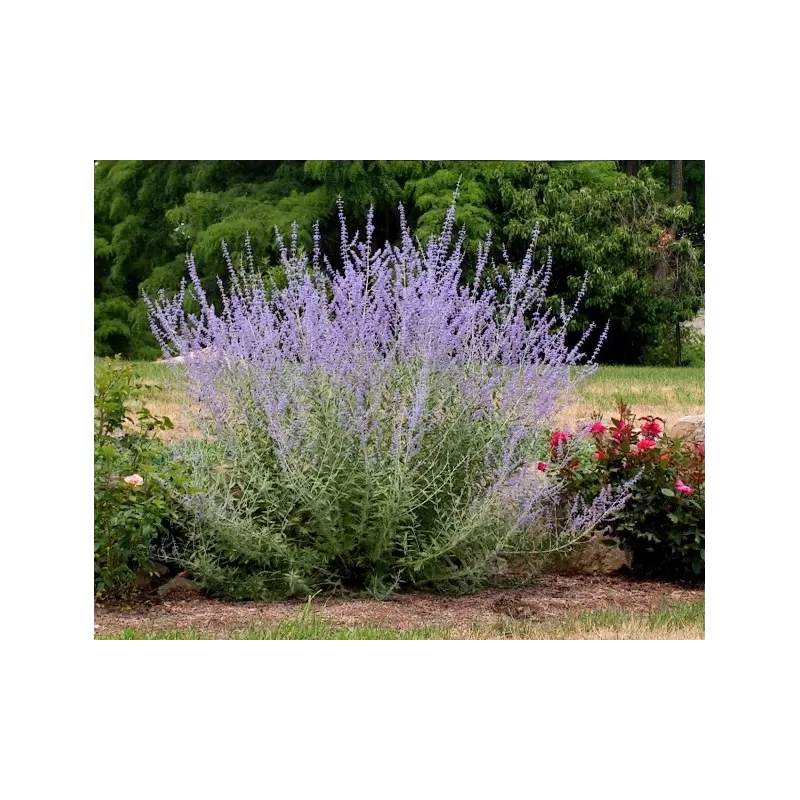 Perovskia atriplicifolia LITTLE SPIRE