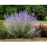 Perovskia atriplicifolia LITTLE SPIRE