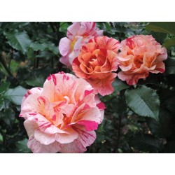 Rožė - Rosa CAMILLE PISSARRO ®