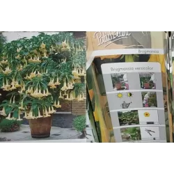 Brugmansia versicolor P9