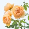 Rožė - Rosa CAROLYNE KNIGHT