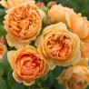 Rožė - Rosa CAROLYNE KNIGHT