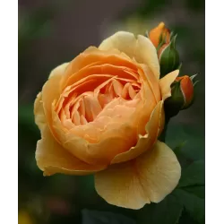 Rožė - Rosa CAROLYNE KNIGHT