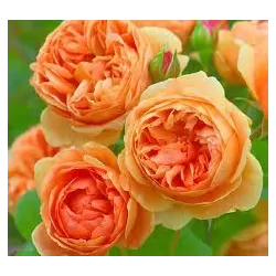 Rožių krūmai internetu