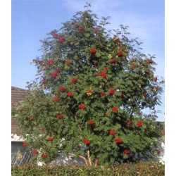 Rowan - Sorbus aucuparia