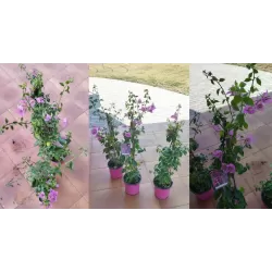 Bugenvilija - Bougainvillea glabra PURPLE