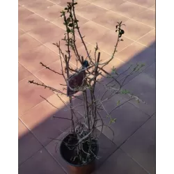 Bugenvilija - Bougainvillea glabra PURPLE