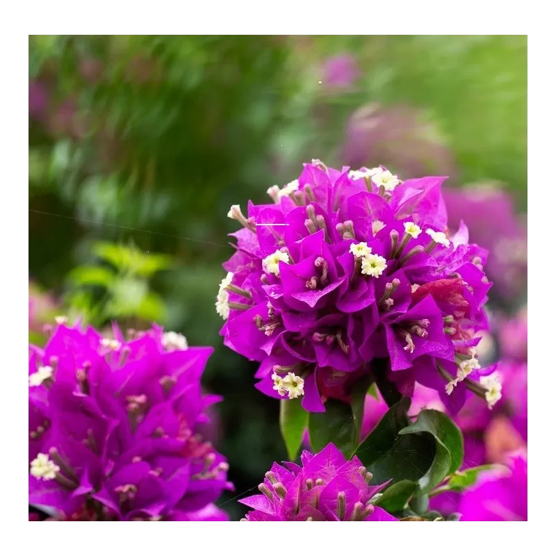 Bugenvilija - Bougainvillea glabra PURPLE