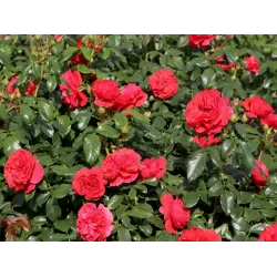 Rosa CHERRY GIRL ®