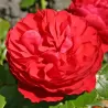 Rožė - Rosa CHERRY GIRL ®